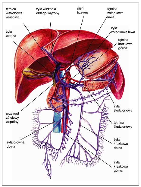 Naczynia żylne Układ żyły Wrotnej Żyły Wątrobowe Anatomia Materiał Archiwalny 9444