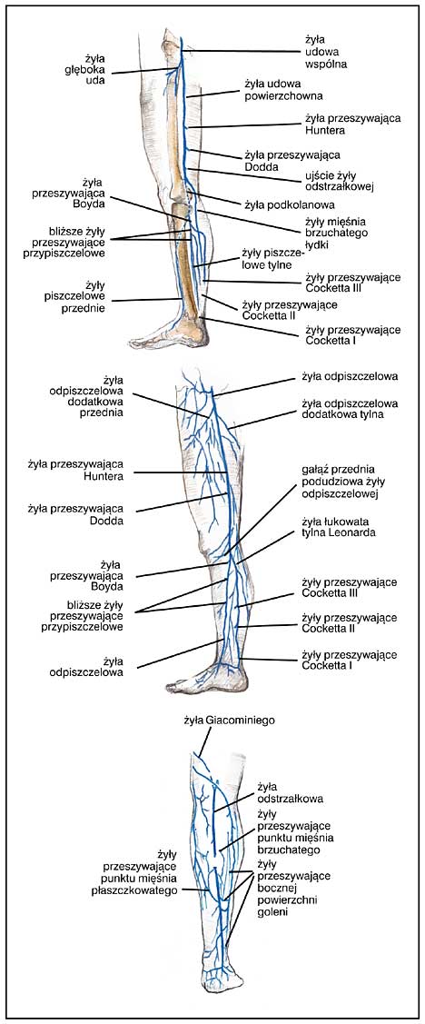anatomia-technika-badania-y-y-powierzchowne-ko-czyny-dolnej